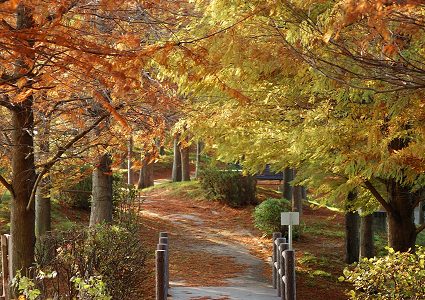 黄色と橙色だらけ