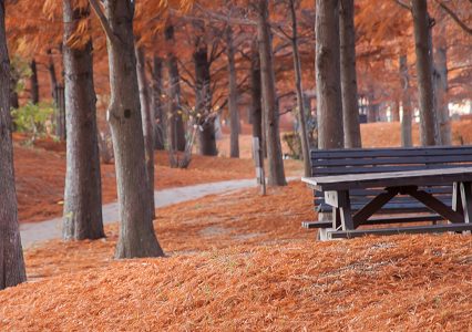 D40とGakkenflexで朝の散歩