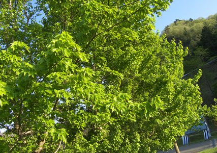 新緑が眩しい季節