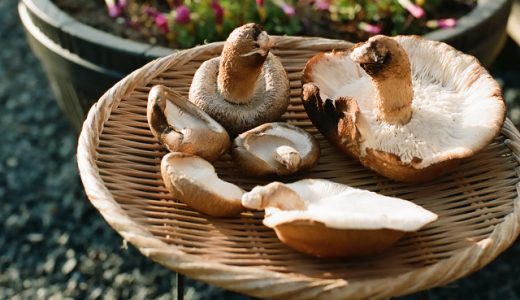 ミノルタNEW MDレンズの描写が良い感じ