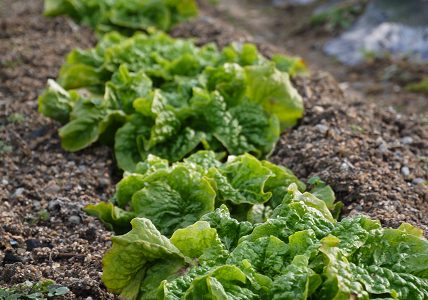 少々忙しくしていました