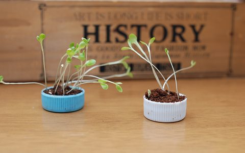 ぐんぐん芽が伸びていく