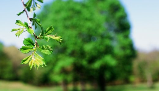 緑モノを撮るならベルビア100